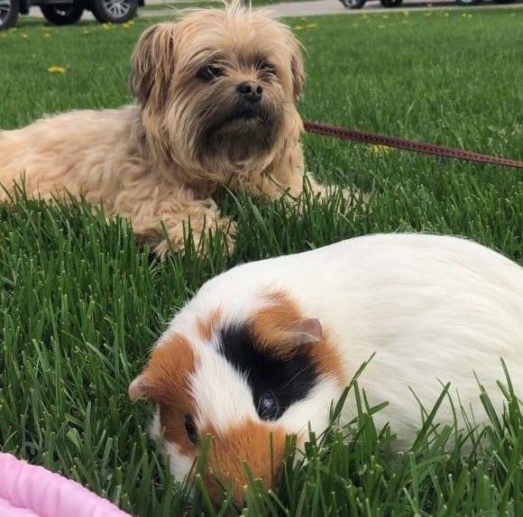 Meet your Posher, Susan - Picture 1 of 1